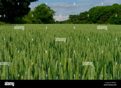 Arable land being used to grow wheat crops in Billericay Essex UK Stock Photo - Alamy