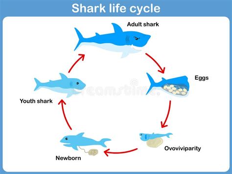 Vector Cycle Of Shark For Kids Stock Vector - Illustration: 50902912