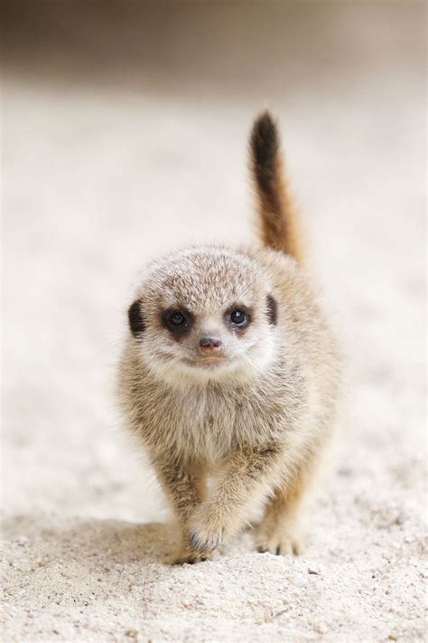 BABY MEERKAT IS ADORABLE | Cute baby animals