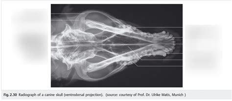 Radiograph canine skull (ventrodorsal projection) Diagram | Quizlet