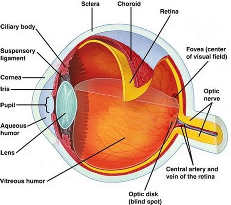 Human Eye Chart at best price in Tirupati by Strata Scientific | ID ...