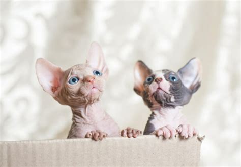 Sphynx Cat Personality Traits & Facts | Great Pet Care