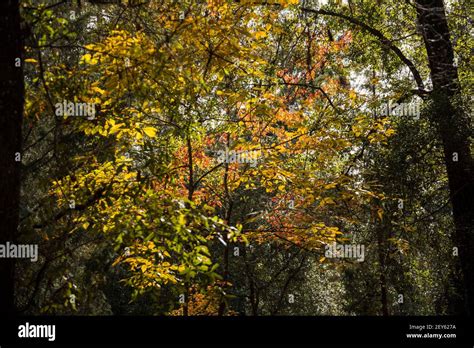 Colorful Autumn leaves of the Florida maple tree or Acer Floridanum in ...