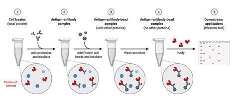 Lysis Buffer For Immunoprecipitation Recipe | Bryont Blog