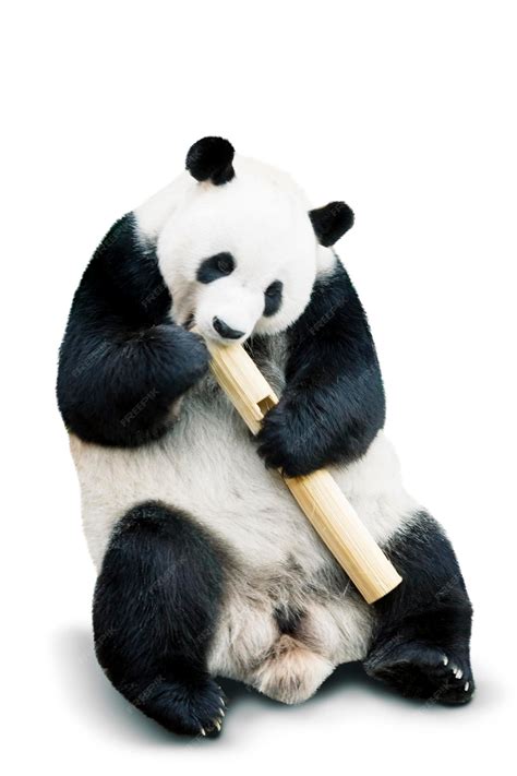 Premium Photo | Isolated giant panda eating bamboo over white background