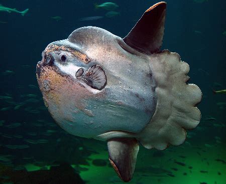 Ocean Sunfish Characteristics, Size & Facts | Study.com