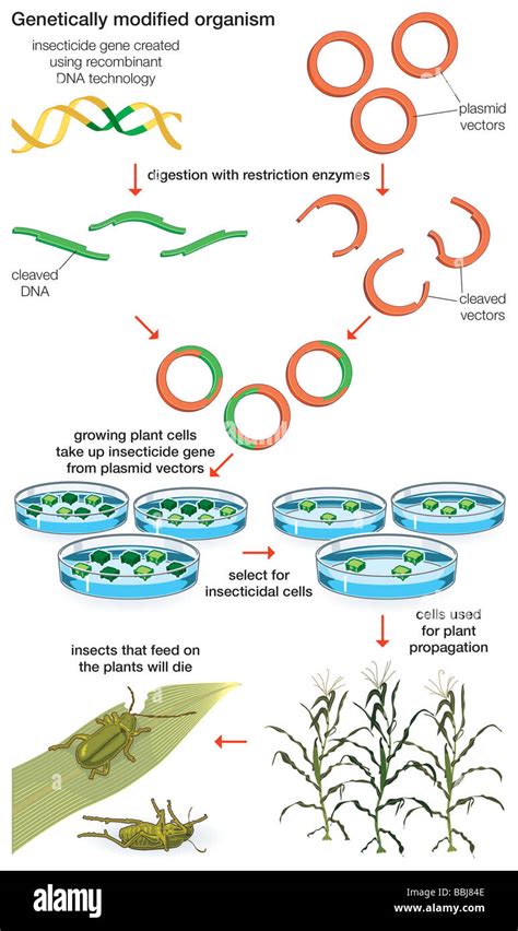 Genetically modified organisms are produced using scientific methods ...