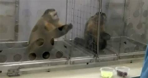 Capuchin Monkey Experiment: Watch how they react to unequal pay