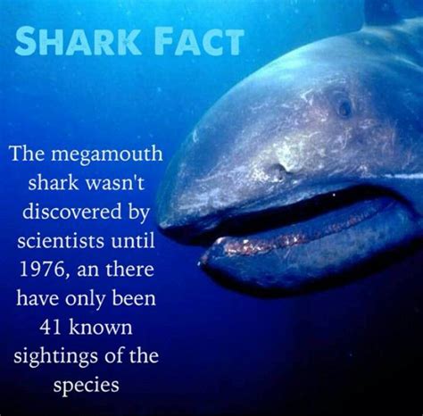 The Megamouth #sharkfact | Shark facts, Megamouth shark, Shark