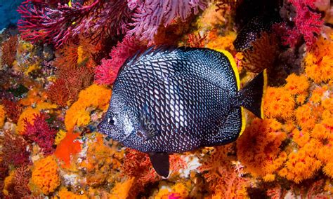 Wrought Iron Butterflyfish Fish Facts | Chaetodon daedalma - Wiki Point