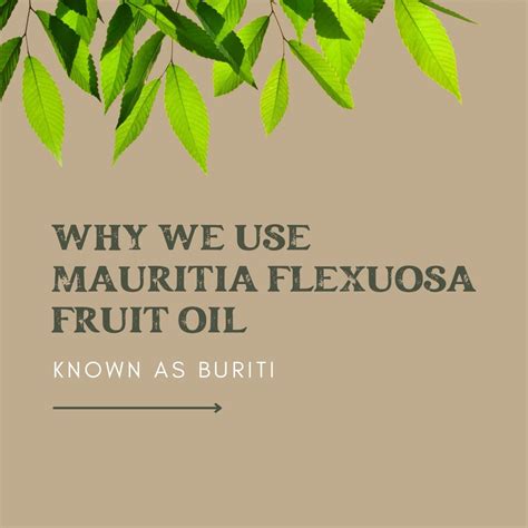 Revive Your Skin with Buriti Oil: The Tree of Life