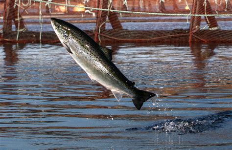 Why Are Atlantic Salmon Being Farmed In The Northwest? : The Salt : NPR