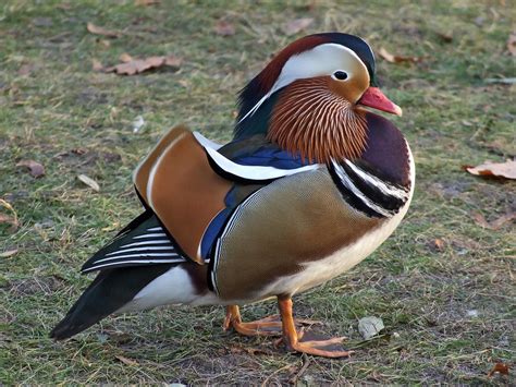 Mandarin duck (Aix galericulata)