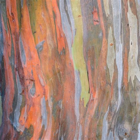 Premium Photo | Eucalyptus deglupta tree bark texture