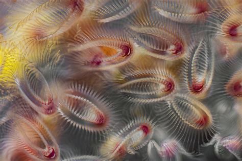 Feeding bryozoan colony zooids | Nikon’s Small World