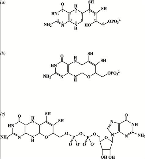 Structure of the pterin cofactor. (a) Proposed structure of the pterin ...