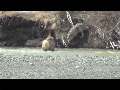 Gray wolf attacks elk in river in Yellowstone National Park, another ...