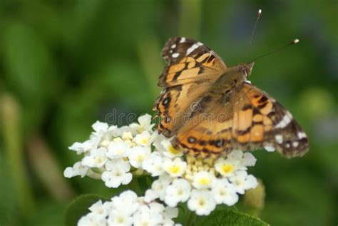 Painted Lady Butterfly Eggs Stock Photos - Free & Royalty-Free Stock ...