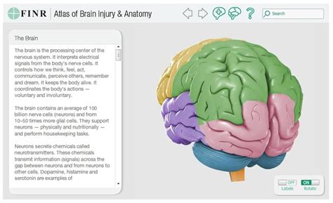 Un mapa interactivo en 3D del cerebro humano