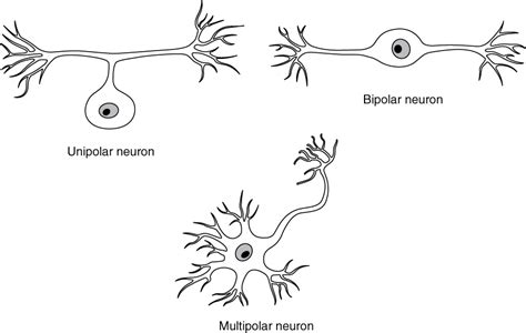 1.2 The Nervous System and Nervous Tissue – neurosciencecdn2