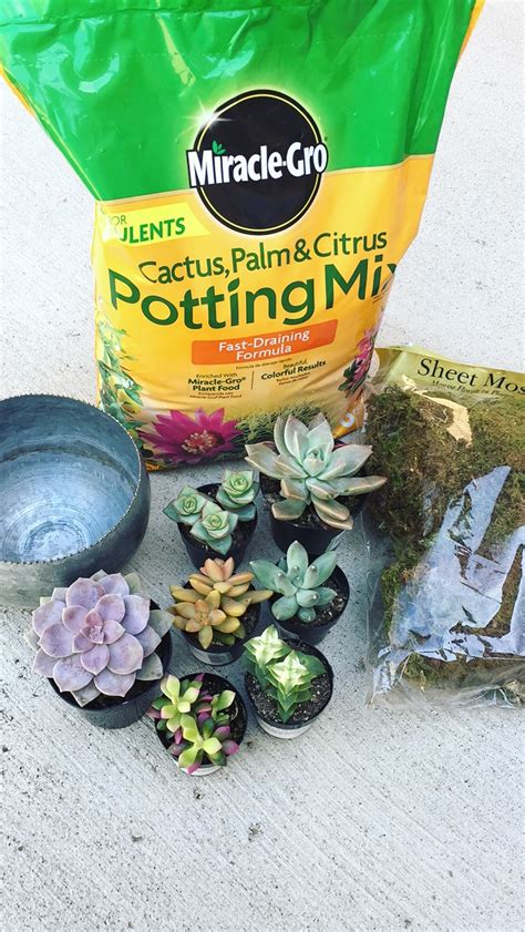 DIY: Succulent Planters — Home By Hiliary