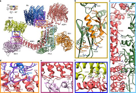 Interactions between ankyrin-1 and the proteins in the ankyrin-1... | Download Scientific Diagram