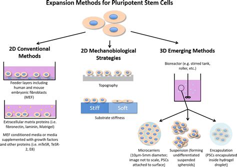 Mammalian Cell culture: The core tool in therapeutic protein production ...