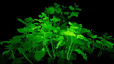 Glow in the dark plants and other bioluminescent creatures - BBC Newsround