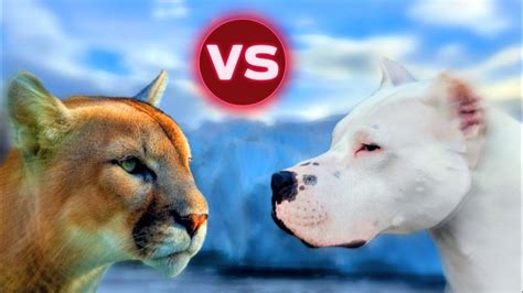 Dogo Argentino VS Puma - YouTube