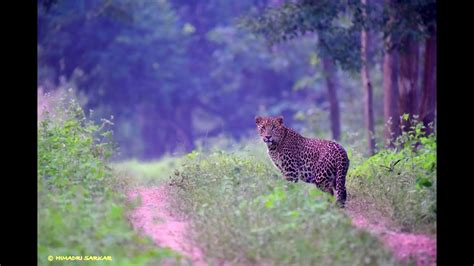 Leopard sighting | Barnawapara Wildlife Sanctuary | Chhattisgarh ...