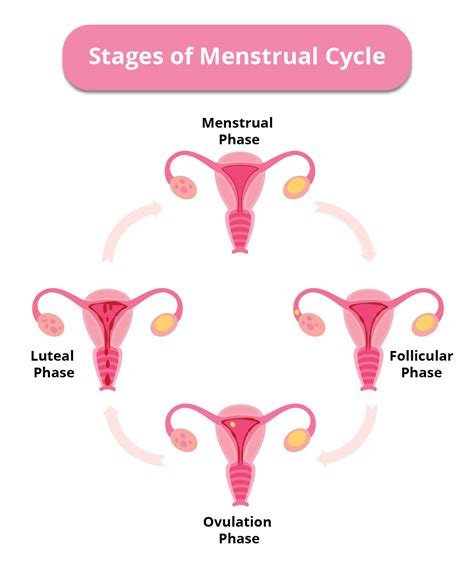 What are the Stages of the Menstrual Cycle? | Birla Fertility & IVF