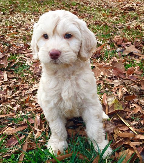 Labradoodle Puppies Greensboro Nc : Labradoodles For Sale in North Carolina - Miniature ...