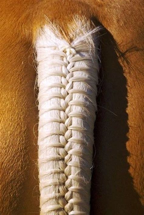 30 Amazing Horse Tail Braids Ideas to make Your Friends Jealous - Tail and Fur | Horse braiding ...