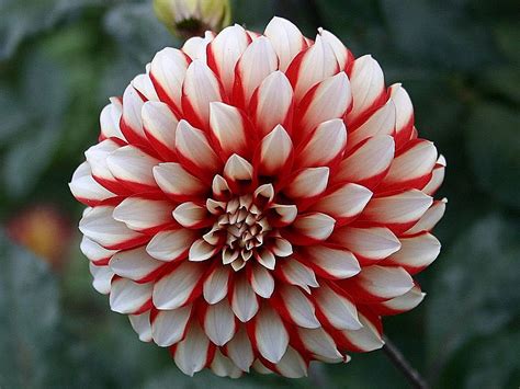 Useful Tips to grow Dahlias