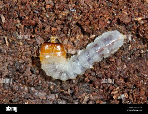 Boring beetle larvae hi-res stock photography and images - Alamy