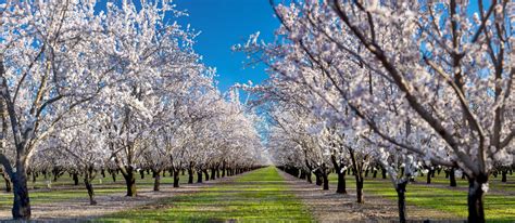 Anthony Dunn Photography: Hi-Res Panorama of the Almond Bloom