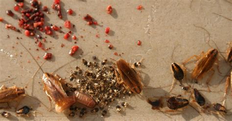 Cockroach Eggs and Egg Sacs: How to Know It When You See It - A-Z Animals