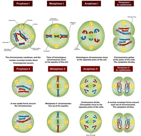 Chromosomes line up in the center of the cell during which phase ...