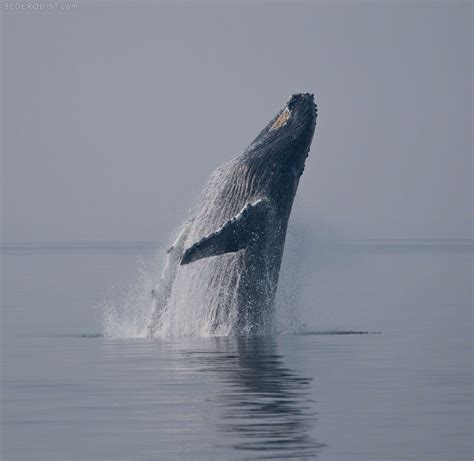 Breaching Humpback Whale, Frederick Sound, Alaska - Betty Sederquist Photography