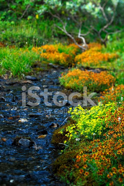 Sparkling Water And Fiery Flowers Stock Photo | Royalty-Free | FreeImages