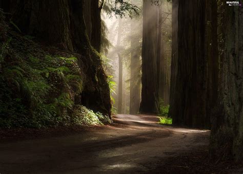 Redwood National Park Wallpapers - Top Free Redwood National Park Backgrounds - WallpaperAccess