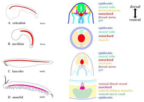 Diversity | Free Full-Text | Origin of the Chordate Notochord