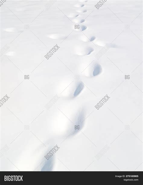 Footprints Snow. Image & Photo (Free Trial) | Bigstock