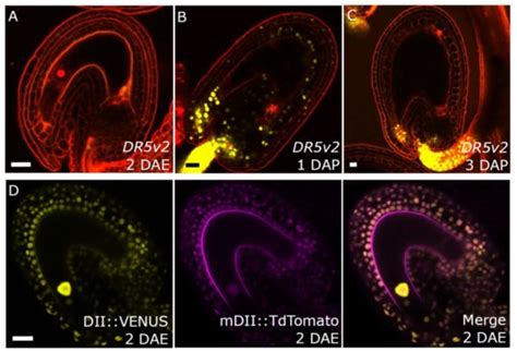 Auxin production in the endosperm drives seed coat development in ...