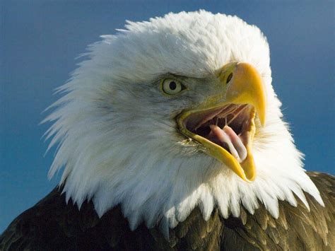 Realistic Bald Eagle life-size & life like replica sculpture: Bald ...