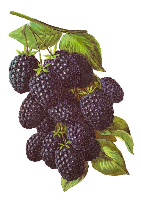 Antique Images: Printable Blackberry Fruit Botanical Artwork Antique ...