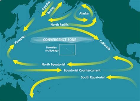 In the Great Pacific Garbage Patch, coastal life piggybacks on plastic trash - The Hindu