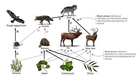 North American Beaver: Ecological Engineer with Unique Behavior