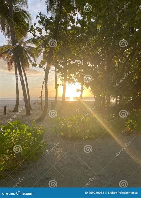 Maldives, Ocean, Sea, Beach, Palm Trees Stock Photo - Image of holiday, beautiful: 259220082