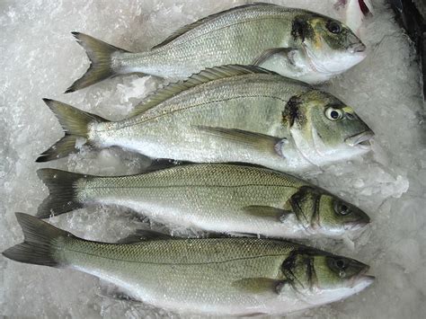 which is more expensive sea bass or sea bream – The online encyclopedia for carnivorous connoisseurs